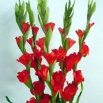 COMBO CÚNG NÂNG CAO 1