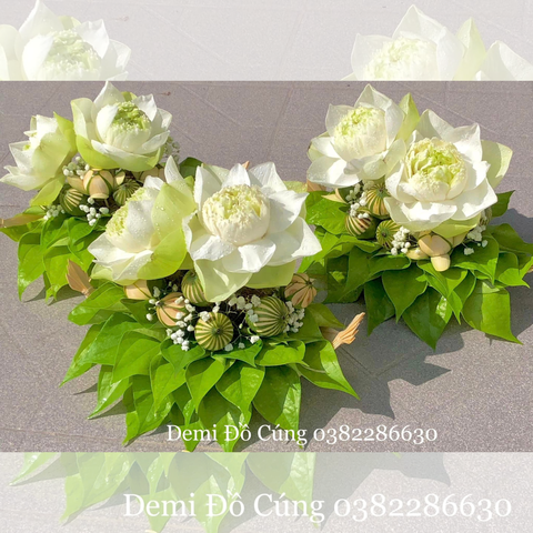 MẸT TRẦU CAU KÈM HOA SEN