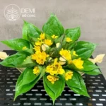 ĐĨA TRẦU CAU KÈM HOA ĐỒNG TIỀN